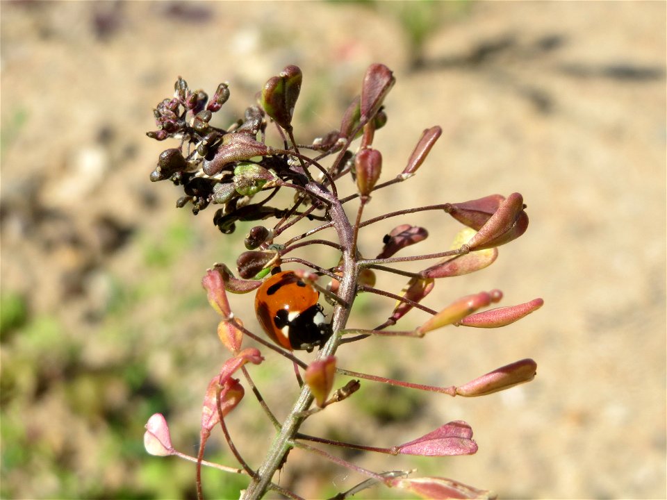 Gewöhnliches Hirtentäschel (Capsella bursa-pastoris) in Hockenheim