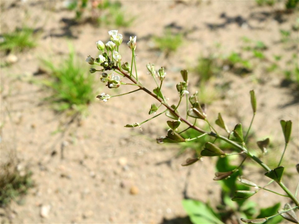 Hirtentäschelkraut (Capsella bursa-pastoris) in Hockenheim