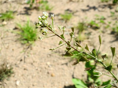 Hirtentäschelkraut (Capsella bursa-pastoris) in Hockenheim