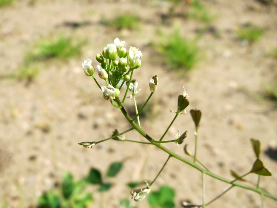 Hirtentäschelkraut (Capsella bursa-pastoris) in Hockenheim