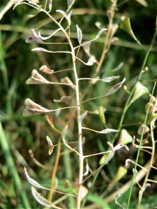 Hirtentäschelkraut (Capsella bursa-pastoris) an einer Ruderalstelle in der Berlinallee in Hockenheim