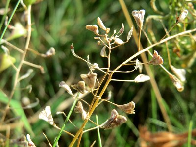 Hirtentäschelkraut (Capsella bursa-pastoris) an einer Ruderalstelle in der Berlinallee in Hockenheim