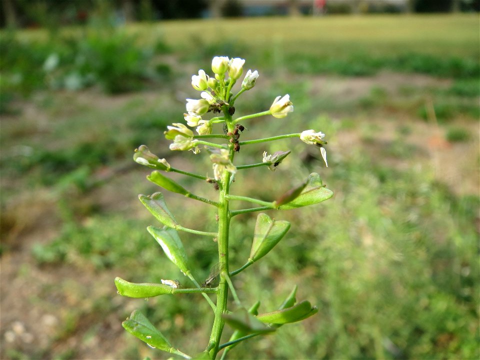 Gewöhnliches Hirtentäschel (Capsella bursa-pastoris) am Staden in Saarbrücken - nach der Fällung einer Trauerbuche hat sich hier eine kleine Ruderalfläche ausgebildet
