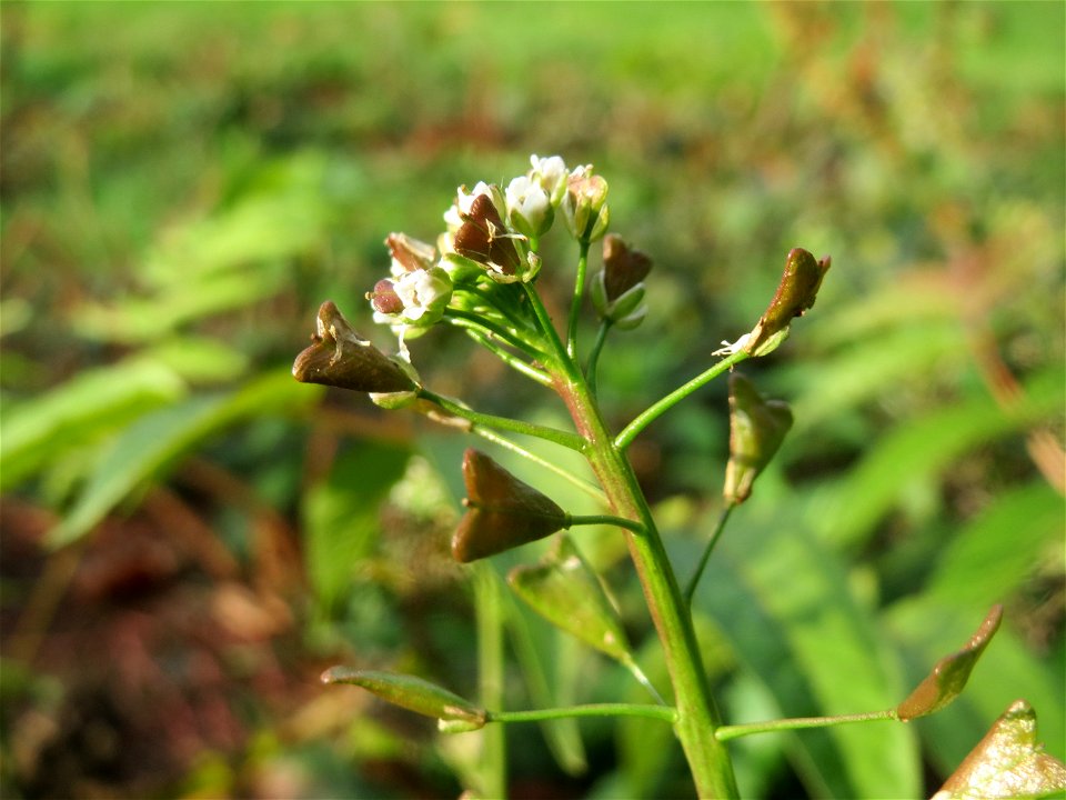 Gewöhnliches Hirtentäschel (Capsella bursa-pastoris) am Staden in Saarbrücken - nach der Fällung einer Trauerbuche hat sich hier eine kleine Ruderalfläche ausgebildet
