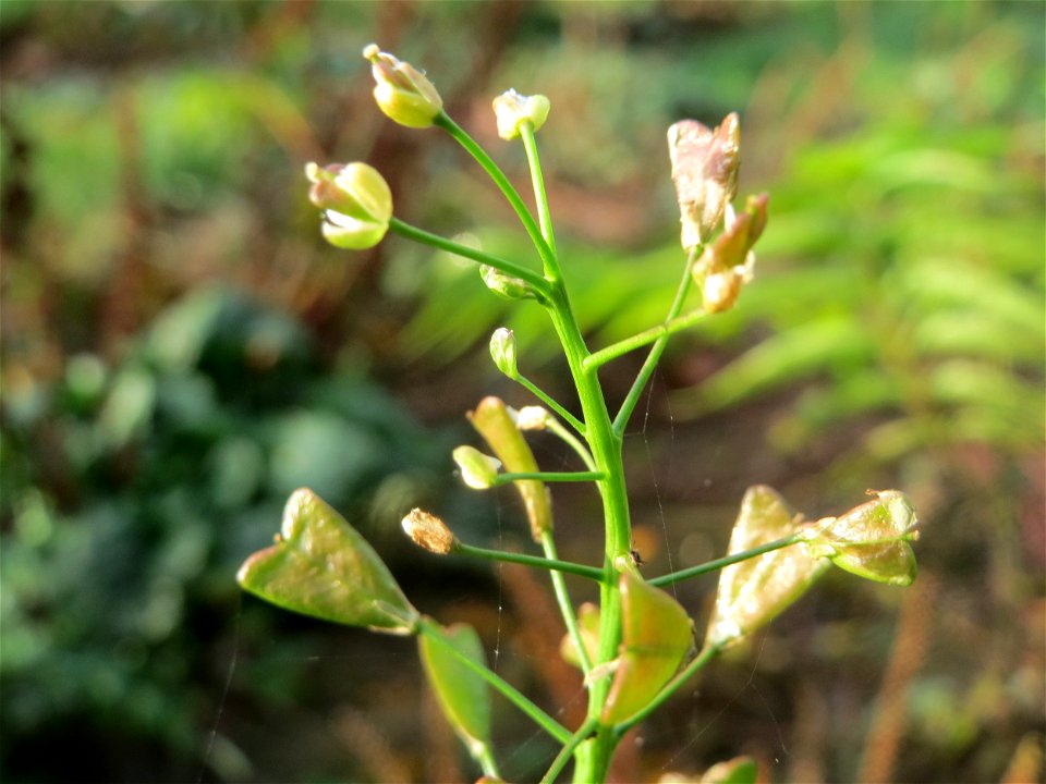 Gewöhnliches Hirtentäschel (Capsella bursa-pastoris) am Staden in Saarbrücken - nach der Fällung einer Trauerbuche hat sich hier eine kleine Ruderalfläche ausgebildet
