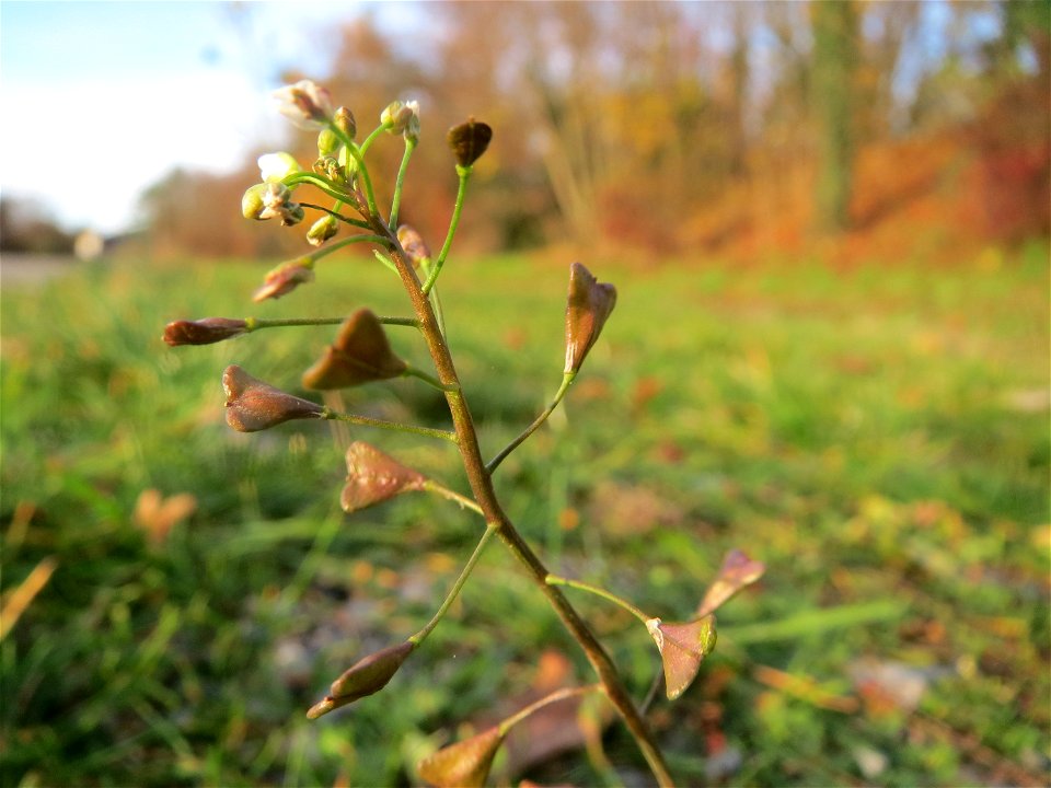 Gewöhnliches Hirtentäschel (Capsella bursa-pastoris) in Hockenheim