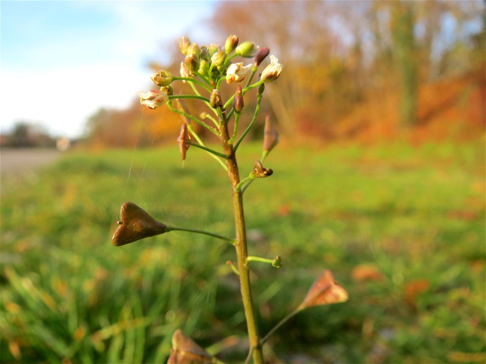 Gewöhnliches Hirtentäschel (Capsella bursa-pastoris) in Hockenheim