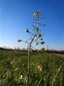 Typische Feldrandvegetation: Gewöhnliches Hirtentäschel (Capsella bursa-pastoris) bei Reilingen
