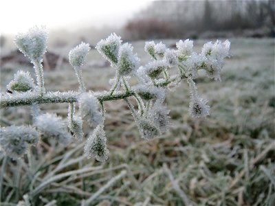 Gewöhnliches Hirtentäschel (Capsella bursa-pastoris) am Staden in Saarbrücken