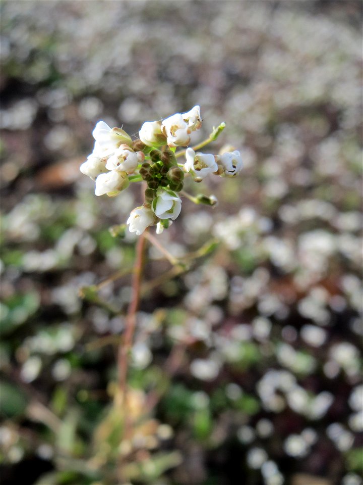 Hirtentäschelkraut (Capsella bursa-pastoris) im Landesgartenschaupark Hockenheim