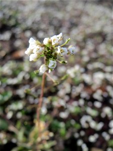 Hirtentäschelkraut (Capsella bursa-pastoris) im Landesgartenschaupark Hockenheim
