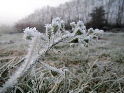 Gewöhnliches Hirtentäschel (Capsella bursa-pastoris) am Staden in Saarbrücken