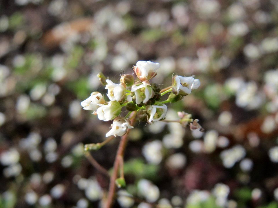 Hirtentäschelkraut (Capsella bursa-pastoris) im Landesgartenschaupark Hockenheim