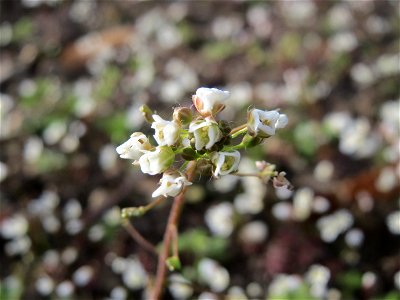 Hirtentäschelkraut (Capsella bursa-pastoris) im Landesgartenschaupark Hockenheim