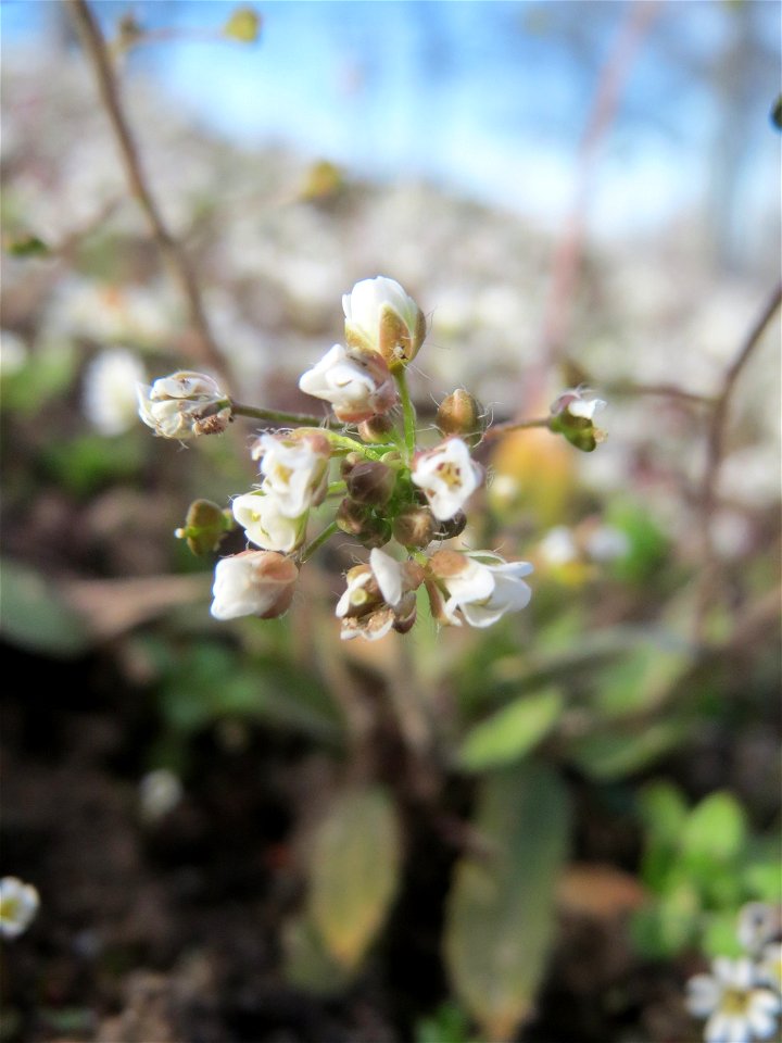 Hirtentäschelkraut (Capsella bursa-pastoris) im Landesgartenschaupark Hockenheim