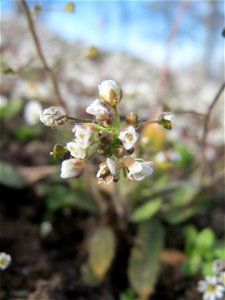 Hirtentäschelkraut (Capsella bursa-pastoris) im Landesgartenschaupark Hockenheim