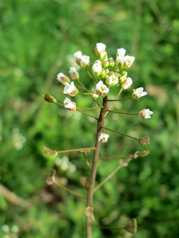 Hirtentäschelkraut (Capsella bursa-pastoris) in Hockenheim