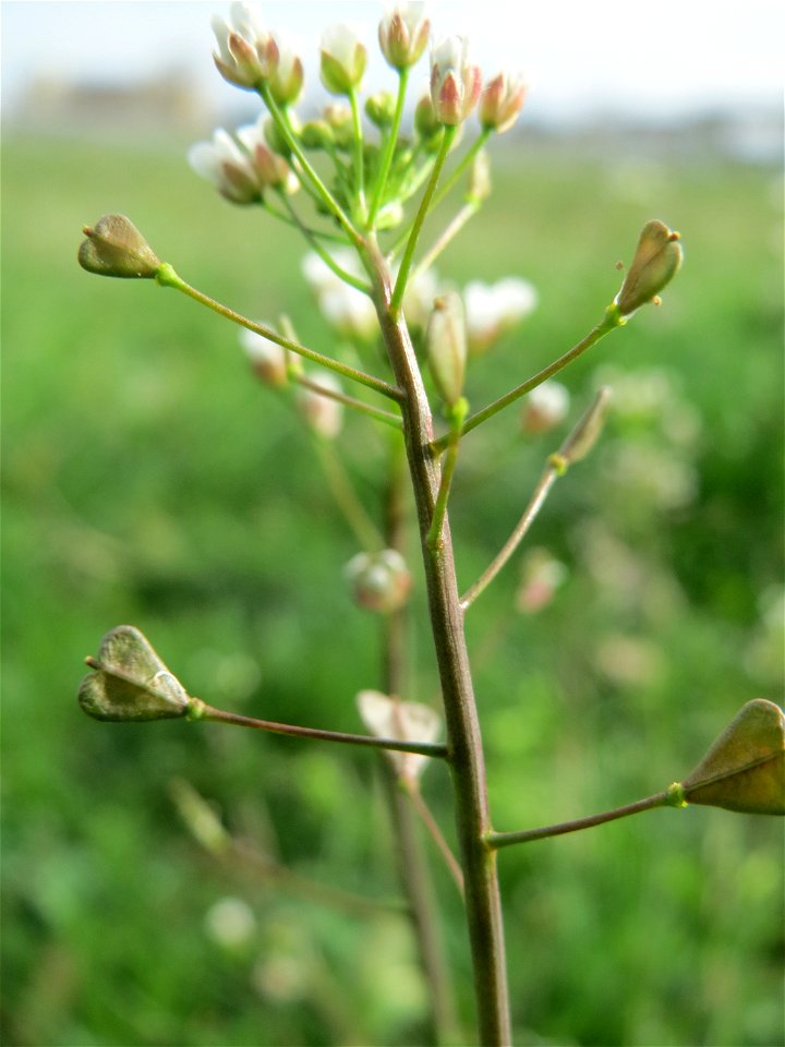 Hirtentäschelkraut (Capsella bursa-pastoris) in Hockenheim
