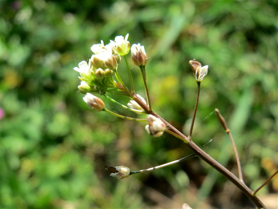 Gewöhnliches Hirtentäschel (Capsella bursa-pastoris) auf einem Grünstreifen zwischen Eisenbahnstraße und Am Damm in Hockenheim