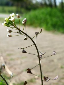 Gewöhnliches Hirtentäschel (Capsella bursa-pastoris) auf einem Grünstreifen zwischen Eisenbahnstraße und Am Damm in Hockenheim