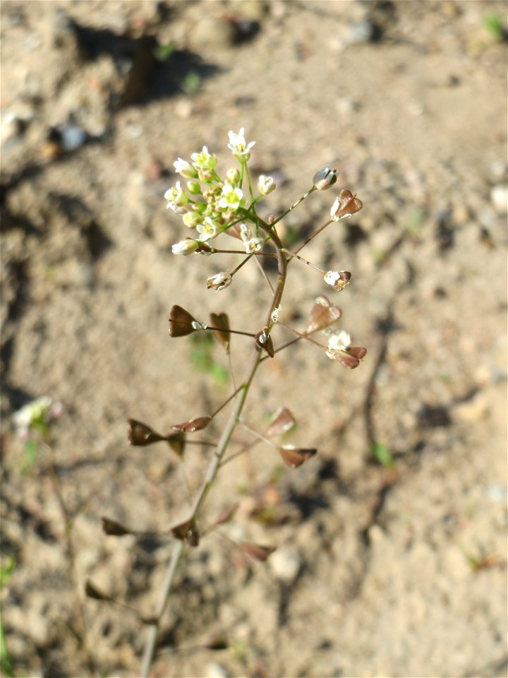 Gewöhnliches Hirtentäschel (Capsella bursa-pastoris) auf einer Brachfläche am Messplatz in Hockenheim