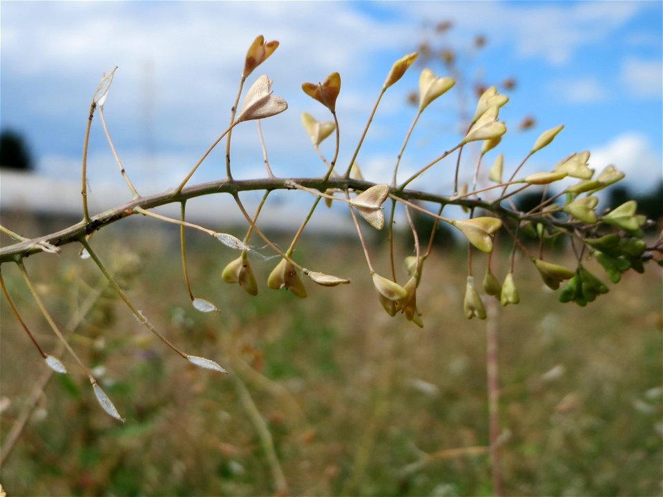 Gewöhnliches Hirtentäschel (Capsella bursa-pastoris) auf einer Wiese zum Schutz der Haubenlerche am Stadtrand von Hockenheim