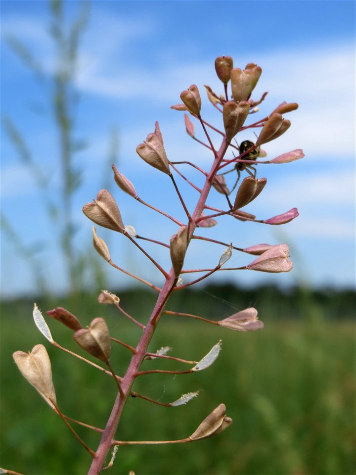 Gewöhnliches Hirtentäschel (Capsella bursa-pastoris) auf einer Brachfläche zum Schutz der Haubenlerche beim Dänischen Lager bei Hockenheim