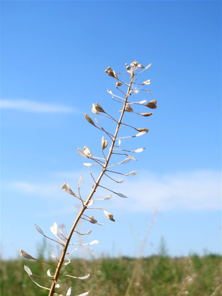 Gewöhnliches Hirtentäschel (Capsella bursa-pastoris) auf einer Brachfläche zum Schutz der Haubenlerche beim Dänischen Lager bei Hockenheim