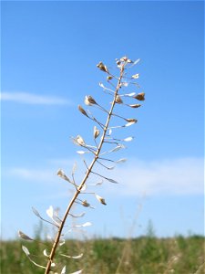 Gewöhnliches Hirtentäschel (Capsella bursa-pastoris) auf einer Brachfläche zum Schutz der Haubenlerche beim Dänischen Lager bei Hockenheim