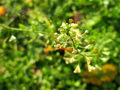Gewöhnliches Hirtentäschel (Capsella bursa-pastoris) in Hockenheim