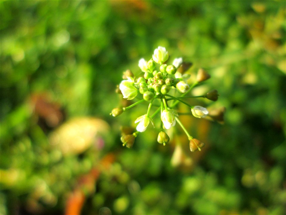 Gewöhnliches Hirtentäschel (Capsella bursa-pastoris) in Hockenheim