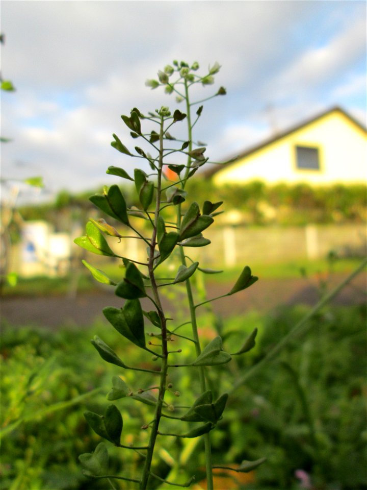 Gewöhnliches Hirtentäschel (Capsella bursa-pastoris) in Hockenheim