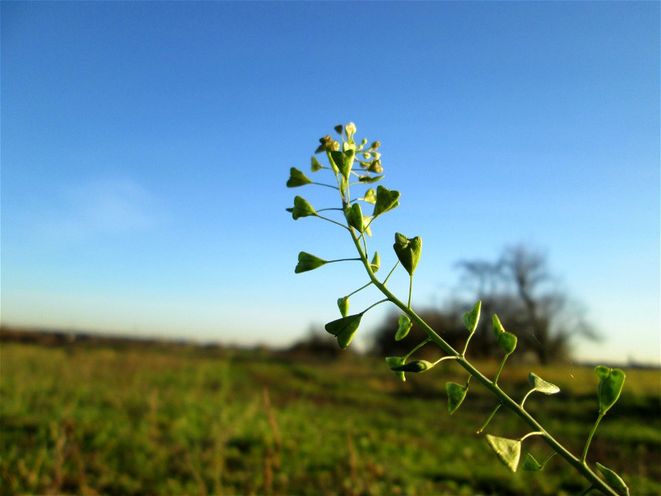 Gewöhnliches Hirtentäschel (Capsella bursa-pastoris) in Hockenheim
