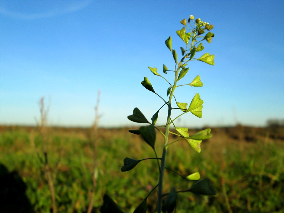 Gewöhnliches Hirtentäschel (Capsella bursa-pastoris) bei Hockenheim