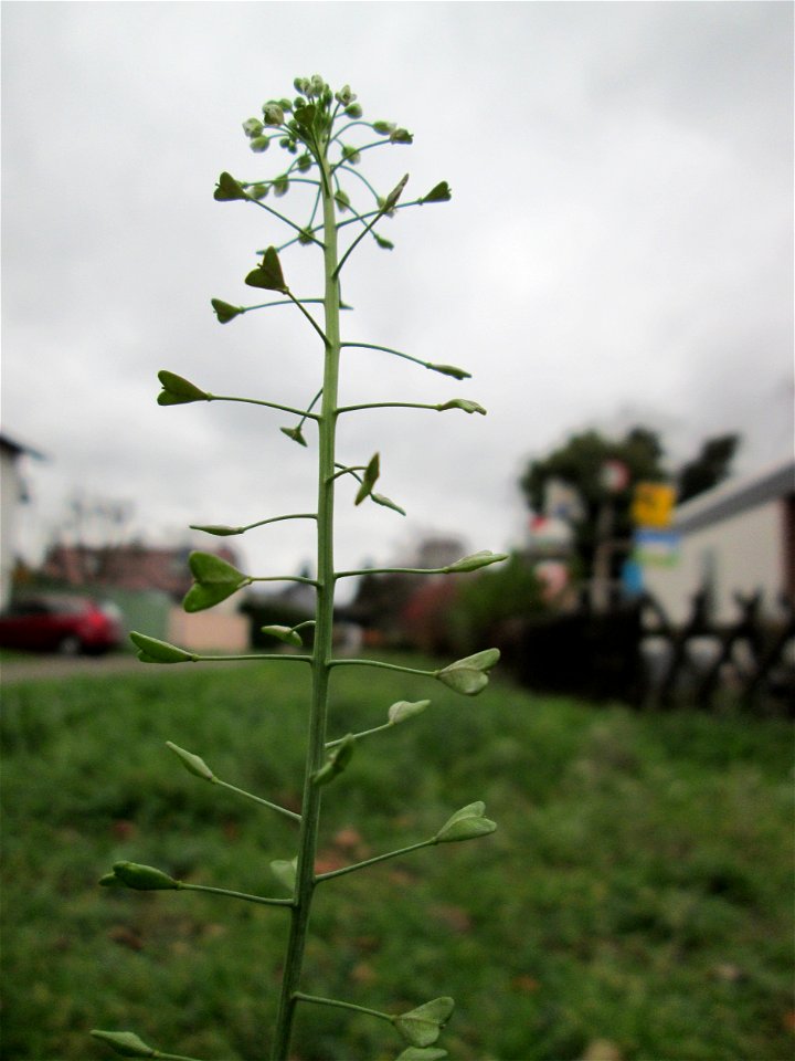 Gewöhnliches Hirtentäschel (Capsella bursa-pastoris) auf einem Wiesenstreifen in Hockenheim