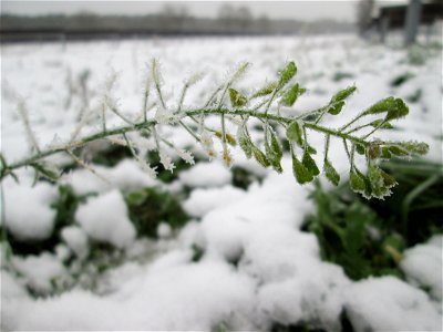 Vereistes Hirtentäschel (Capsella bursa-pastoris) auf der Parkplatzwiese am Nordring in Hockenheim nach dem Wintereinbruch am 1. Dezember 2017