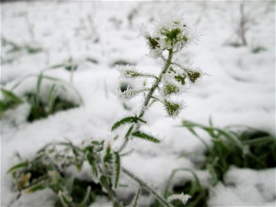 Vereistes Hirtentäschel (Capsella bursa-pastoris) auf der Parkplatzwiese am Nordring in Hockenheim nach dem Wintereinbruch am 1. Dezember 2017