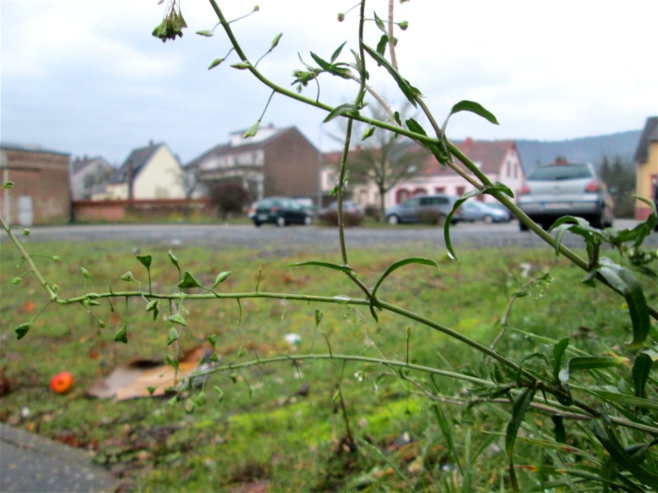 Gewöhnliches Hirtentäschel (Capsella bursa-pastoris) am Bahnhof Bruchmühlbach-Miesau