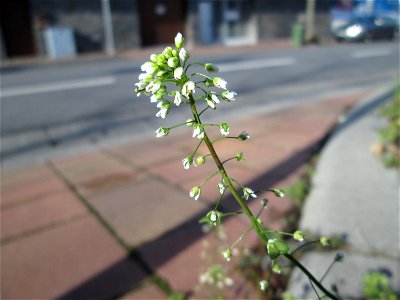 Gewöhnliches Hirtentäschel (Capsella bursa-pastoris) am Straßenrand in Hockenheim - blüht praktisch das gesamte Jahr über