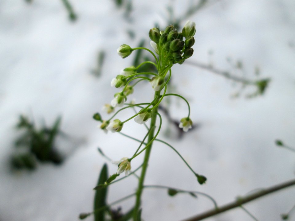 Hirtentäschelkraut (Capsella bursa-pastoris) bei Neuschnee am 18 März 2018 in Hockenheim