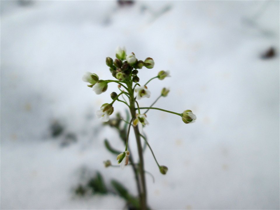Hirtentäschelkraut (Capsella bursa-pastoris) bei Neuschnee am 18 März 2018 in Hockenheim