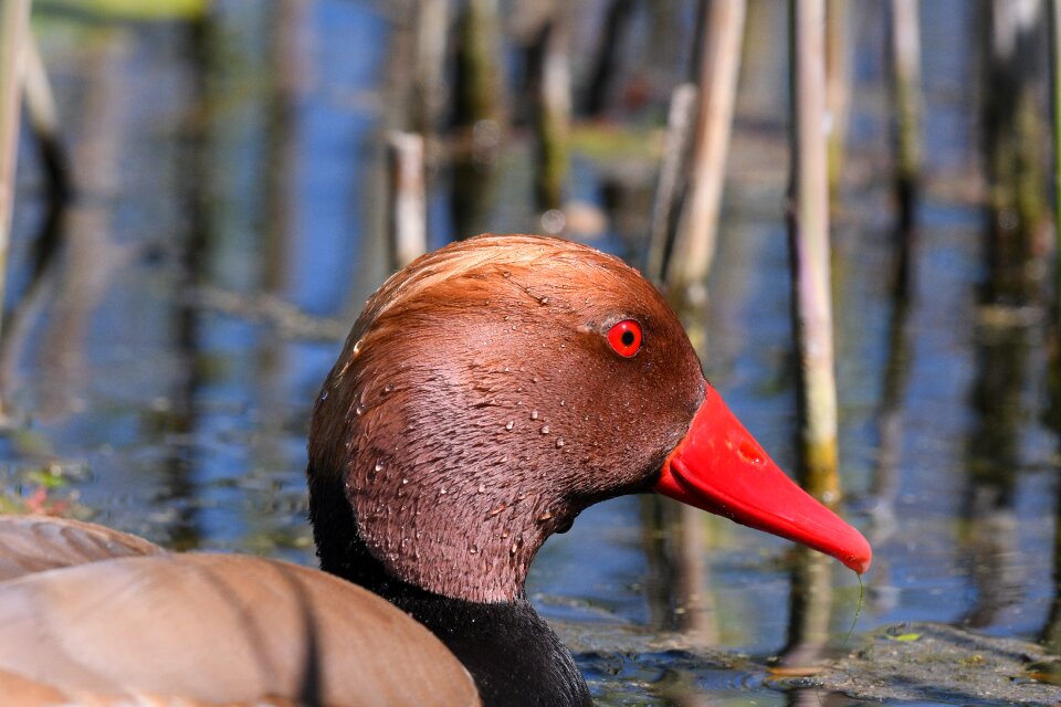 Puddle lake animal world