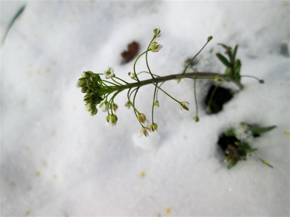 Hirtentäschelkraut (Capsella bursa-pastoris) bei Neuschnee am 18 März 2018 in Hockenheim