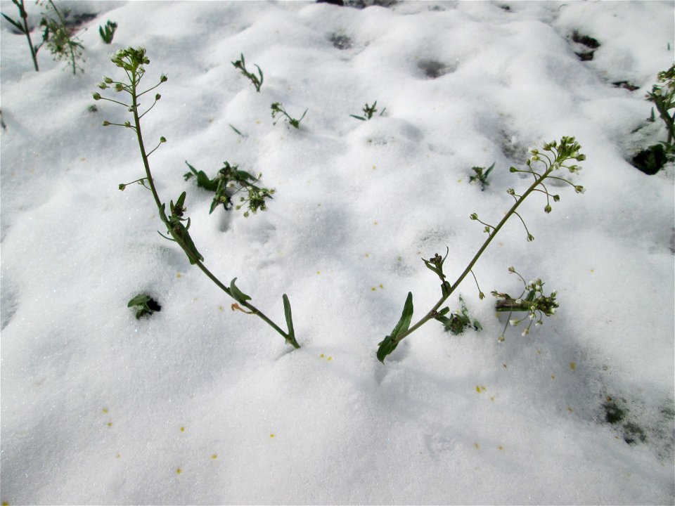 Hirtentäschelkraut (Capsella bursa-pastoris) bei Neuschnee am 18 März 2018 in Hockenheim