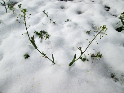 Hirtentäschelkraut (Capsella bursa-pastoris) bei Neuschnee am 18 März 2018 in Hockenheim