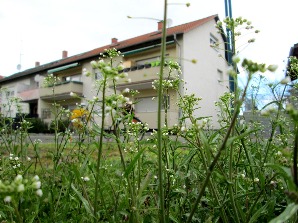 Gewöhnliches Hirtentäschel (Capsella bursa-pastoris) in Hockenheim