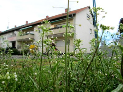 Gewöhnliches Hirtentäschel (Capsella bursa-pastoris) in Hockenheim