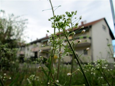 Gewöhnliches Hirtentäschel (Capsella bursa-pastoris) in Hockenheim