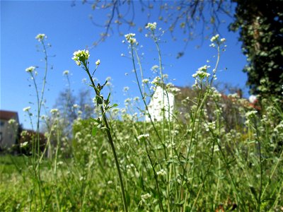 Gewöhnliches Hirtentäschel (Capsella bursa-pastoris) in Hockenheim
