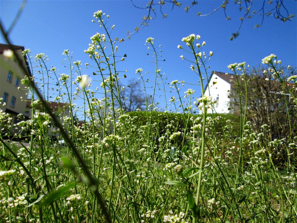 Gewöhnliches Hirtentäschel (Capsella bursa-pastoris) in Hockenheim